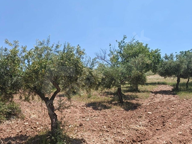 YAZIBAĞINDA YATIRIMLIK ARAZİ - Görsel 4