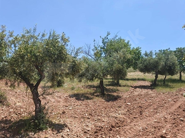 YAZIBAĞINDA YATIRIMLIK ARAZİ - Görsel 5