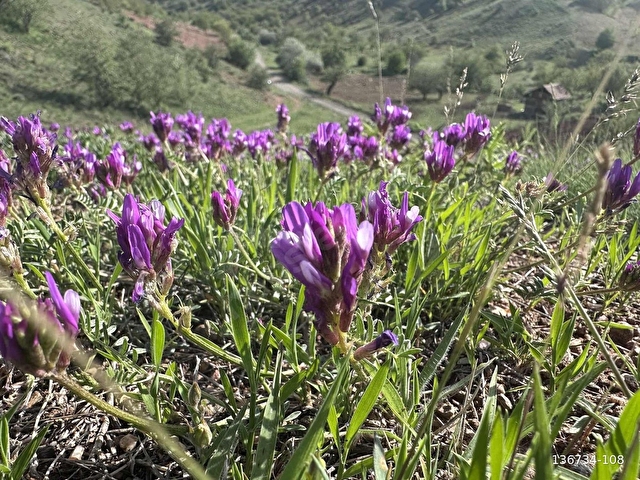 ANKARA AYAŞ YAĞMURDEDE İLHAN ÇAYI KENARI 441 M2 HİSSE - Görsel 13