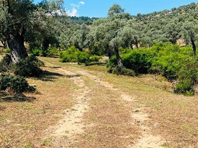 BEYAZ YUVADAN Asfalt Yola Yakın 819 m² Zeytinlik - Görsel 6