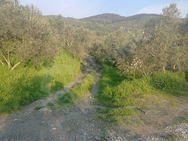 SATILIK MÜFREZ  İNCİR BAHÇESİ YATIRIMLIK FIRSAT – Selçuk ACARLAR / KINALIKÖPRÜ MEVKİİ - Görsel 21