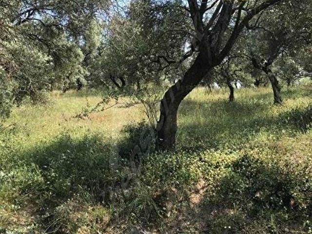 SATLIK ZEYTİN BAHÇESİ İZMİR BAYINDIR DA - Görsel 4