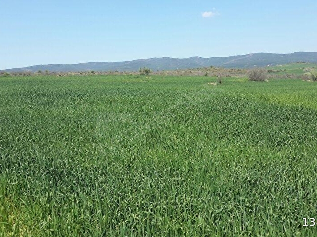 ÇANAKKALE GELİBOLU EVREŞE SATILIK YATIRIMLIK 6300 M2 UYGUN TARLA - Görsel 12