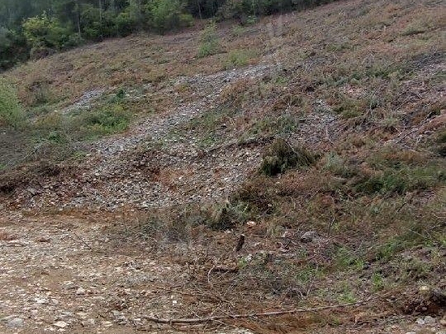 Yerkesik Yeniköy’de Orman Yollu, Köye Yakın 6.5 Dönüm Çiftlik Arazisi - Görsel 4