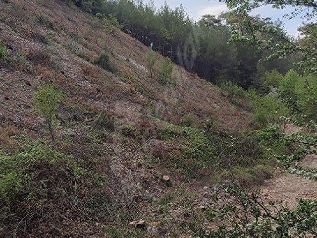 Yerkesik Yeniköy’de Orman Yollu, Köye Yakın 6.5 Dönüm Çiftlik Arazisi - Görsel 15