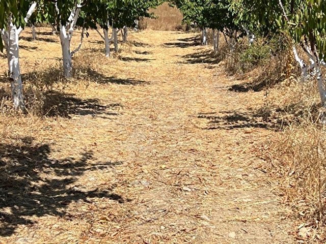 SERİN EMLAKTAN SATILIK AKYAMAÇ KÖYÜNDE  2300 m2 HİSSELİ TAPU FULL ŞEHİR MANZARALI - Görsel 13