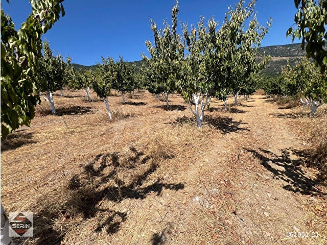 SERİN EMLAKTAN SATILIK AKYAMAÇ KÖYÜNDE  2300 m2 HİSSELİ TAPU FULL ŞEHİR MANZARALI - Görsel 14