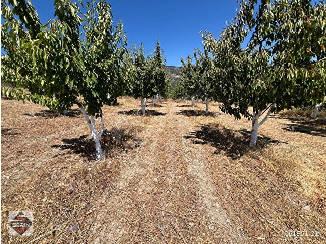 SERİN EMLAKTAN SATILIK AKYAMAÇ KÖYÜNDE  2300 m2 HİSSELİ TAPU FULL ŞEHİR MANZARALI - Görsel 4