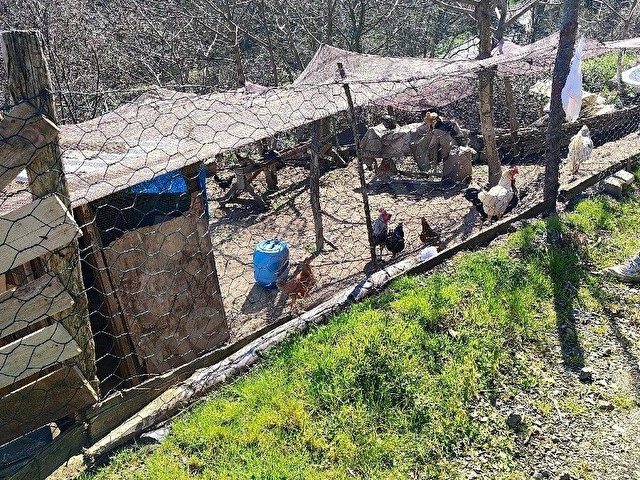 Y.DEĞİRMENDERE 2270 M2 ARSA İÇİNDE DÖRT ADET MÜSTAKİL EV.(hayvancılığa uygun) - Görsel 8