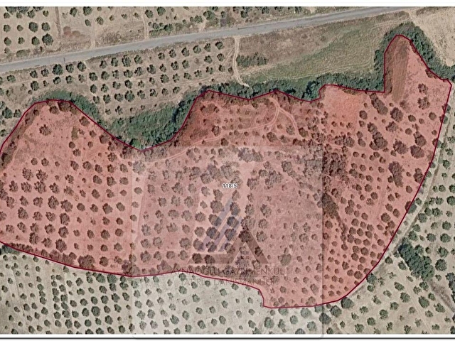 BOZDOĞAN NAZİLLİ KARAYOLUNA YAKIN YENİKÖYDE 3368m2 SULANABİLİR ZEYTİNLİK - Görsel 5