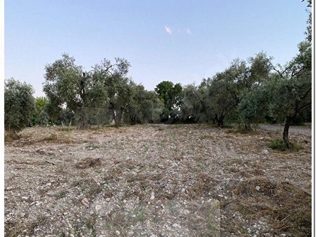 BOZDOĞAN NAZİLLİ KARAYOLUNA YAKIN YENİKÖYDE 3368m2 SULANABİLİR ZEYTİNLİK - Görsel 12