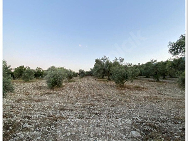 BOZDOĞAN NAZİLLİ KARAYOLUNA YAKIN YENİKÖYDE 3368m2 SULANABİLİR ZEYTİNLİK - Görsel 8