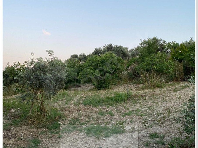 BOZDOĞAN NAZİLLİ KARAYOLUNA YAKIN YENİKÖYDE 3368m2 SULANABİLİR ZEYTİNLİK - Görsel 16