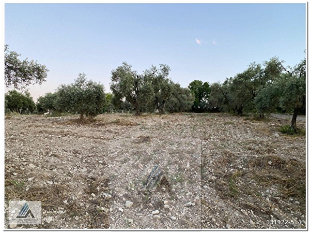 BOZDOĞAN NAZİLLİ KARAYOLUNA YAKIN YENİKÖYDE 3368m2 SULANABİLİR ZEYTİNLİK - Görsel 15