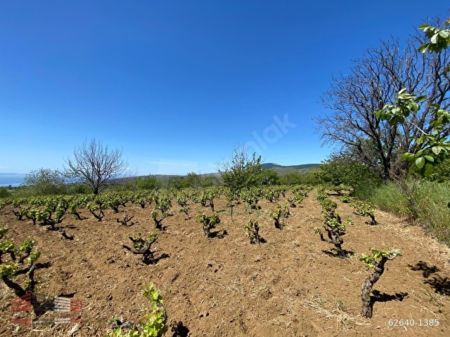 TEKİRDAĞ ŞARKÖY ÇINARLIDA 2383 M2 SATILIK ÜZÜM BAĞ BAHÇESİ - Görsel 8