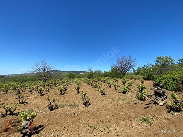 TEKİRDAĞ ŞARKÖY ÇINARLIDA 2383 M2 SATILIK ÜZÜM BAĞ BAHÇESİ - Görsel 21