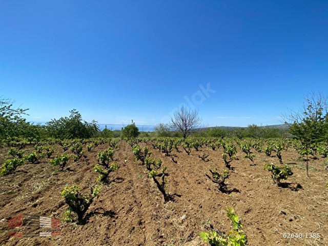 TEKİRDAĞ ŞARKÖY ÇINARLIDA 2383 M2 SATILIK ÜZÜM BAĞ BAHÇESİ - Görsel 3