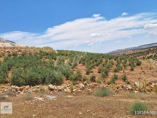 Nizip Sekili’de Satılık Fırsat Arazisi | Sanayi ve Gelişim Alanlarına Komşu | 10.572 m² Tek Tapu - Görsel 4