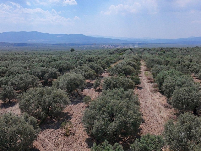 Dereköy Mahallesi 4.320 m2 Tek Tapu Kadastral Yola CepheliArazi - Görsel 4