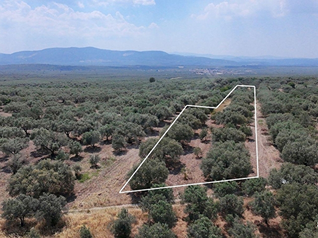 Dereköy Mahallesi 4.320 m2 Tek Tapu Kadastral Yola CepheliArazi - Görsel 2