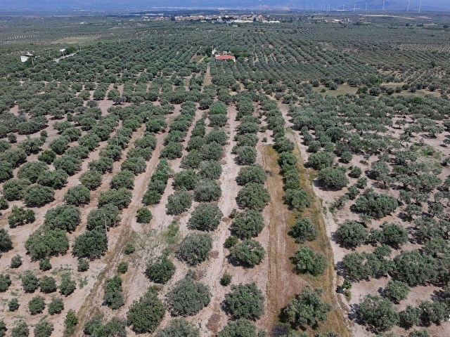 Dereköy Mahallesi 4.320 m2 Tek Tapu Kadastral Yola CepheliArazi - Görsel 9