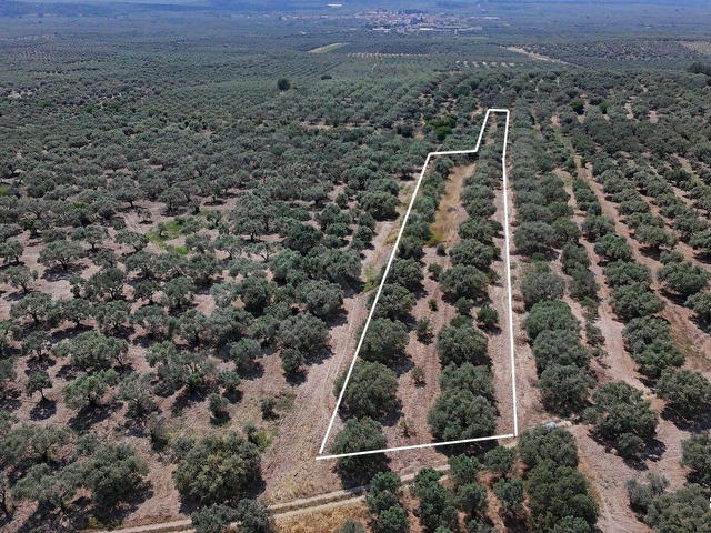 Dereköy Mahallesi 4.320 m2 Tek Tapu Kadastral Yola CepheliArazi