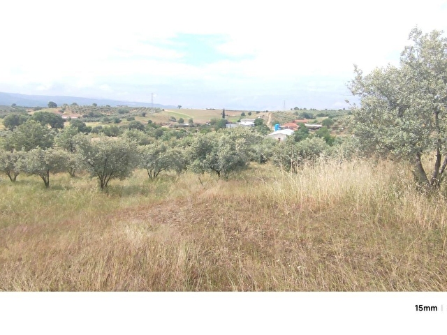 MANİSA KÖPRÜBAŞI MERKEZ(TEMREK)MAHALLESİNDE SATILIK ZEYTİN BAHÇESİ. 14.500 M2 - Görsel 20