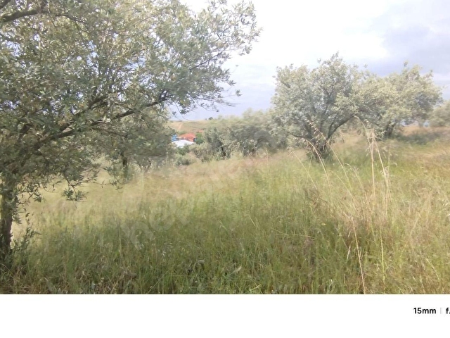 MANİSA KÖPRÜBAŞI MERKEZ(TEMREK)MAHALLESİNDE SATILIK ZEYTİN BAHÇESİ. 14.500 M2 - Görsel 21