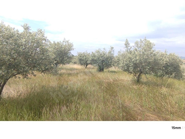 MANİSA KÖPRÜBAŞI MERKEZ(TEMREK)MAHALLESİNDE SATILIK ZEYTİN BAHÇESİ. 14.500 M2 - Görsel 29