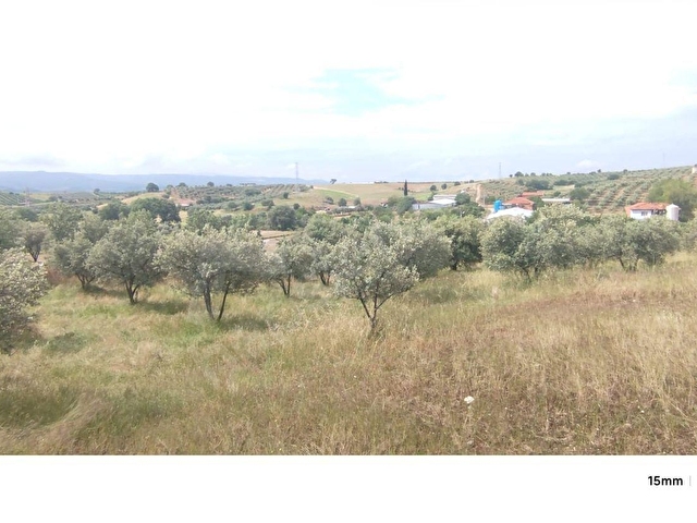 MANİSA KÖPRÜBAŞI MERKEZ(TEMREK)MAHALLESİNDE SATILIK ZEYTİN BAHÇESİ. 14.500 M2 - Görsel 18