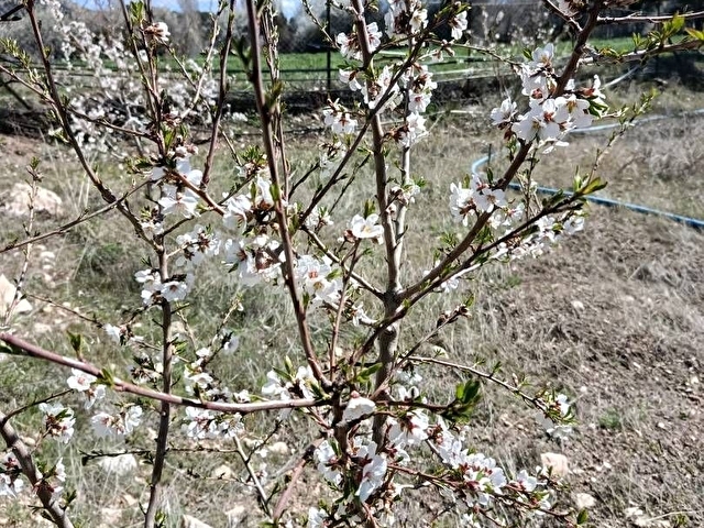 SAHİBİNDEN SATILIK  YAYLA EVİ VE BADEM BAHÇESİ - Görsel 27