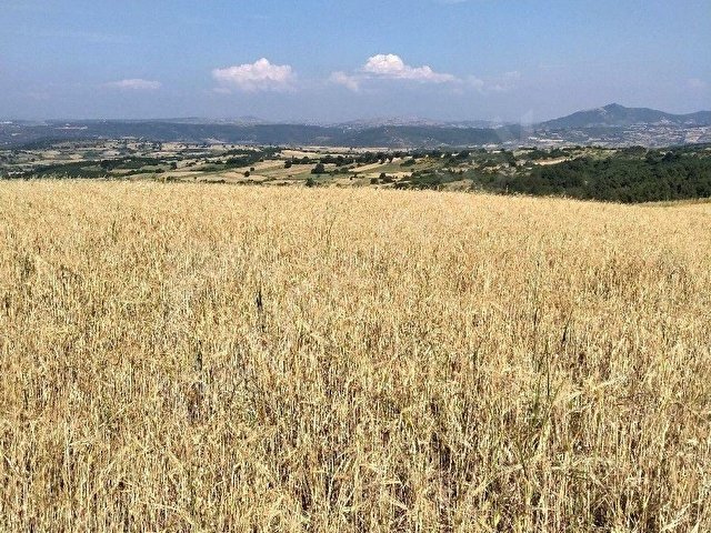 ALTIEYLÜL MERKEZ MAHALLESİ PAMUKÇU DA SATILIK TARLA