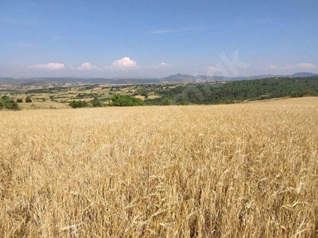 ALTIEYLÜL MERKEZ MAHALLESİ PAMUKÇU DA SATILIK TARLA - Görsel 6