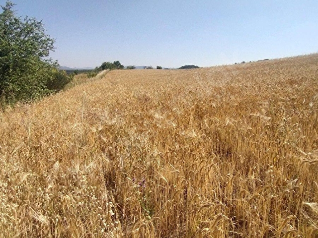 ALTIEYLÜL MERKEZ MAHALLESİ PAMUKÇU DA SATILIK TARLA - Görsel 9