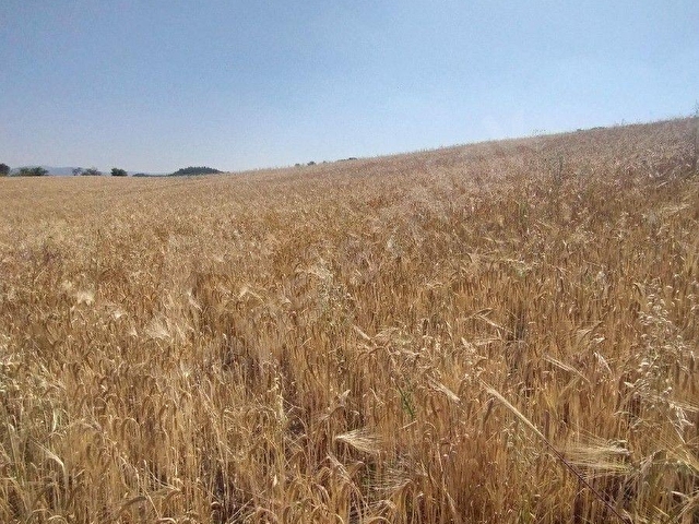 ALTIEYLÜL MERKEZ MAHALLESİ PAMUKÇU DA SATILIK TARLA - Görsel 11