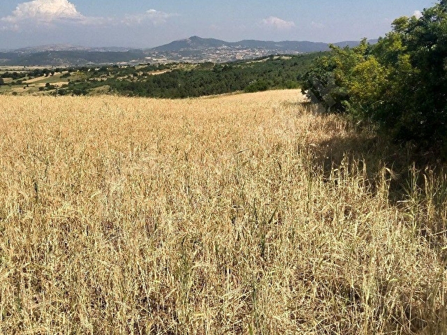 ALTIEYLÜL MERKEZ MAHALLESİ PAMUKÇU DA SATILIK TARLA - Görsel 13