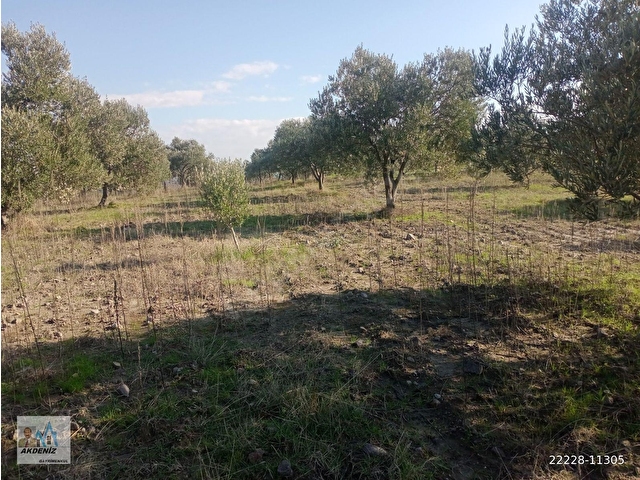 Akdeniz Emlaktan Satılık Yunus Emre İlç Osmancalı Mah 6350 m2 Bahçe - Görsel 27