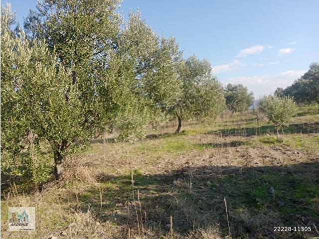 Akdeniz Emlaktan Satılık Yunus Emre İlç Osmancalı Mah 6350 m2 Bahçe - Görsel 10