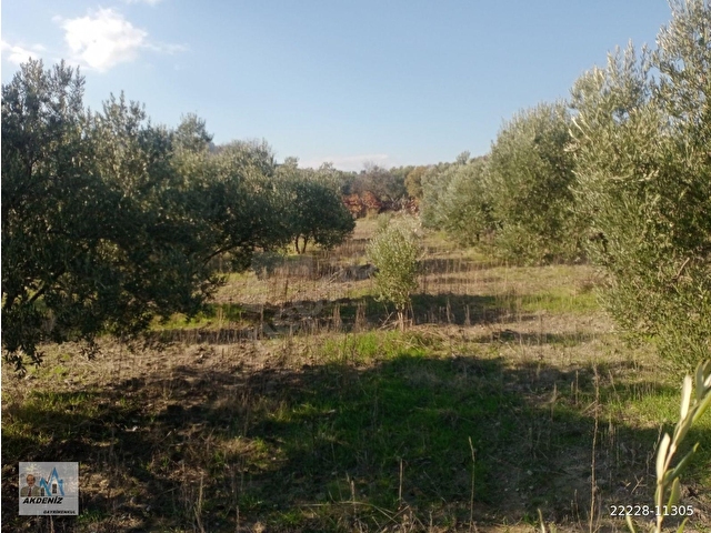Akdeniz Emlaktan Satılık Yunus Emre İlç Osmancalı Mah 6350 m2 Bahçe - Görsel 19