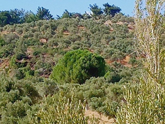 tarla/zeytinlik