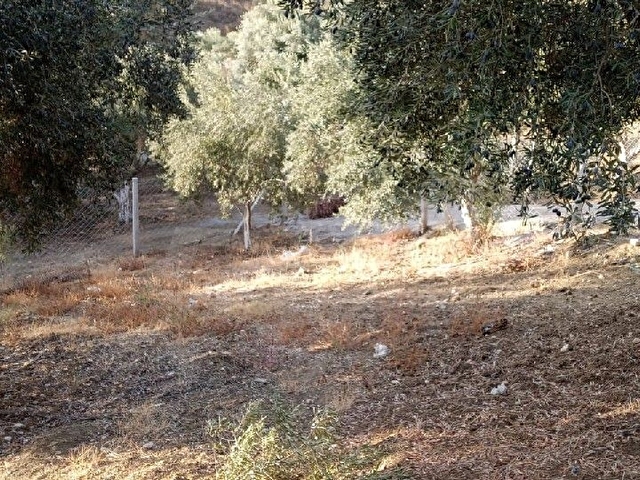 tarla/zeytinlik - Görsel 12