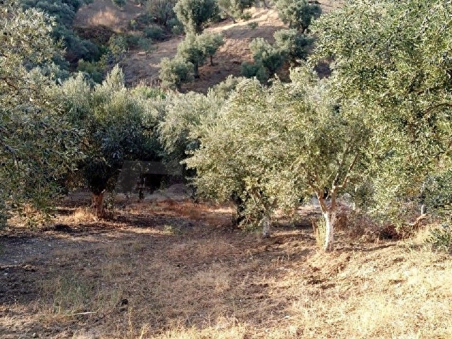 tarla/zeytinlik - Görsel 17
