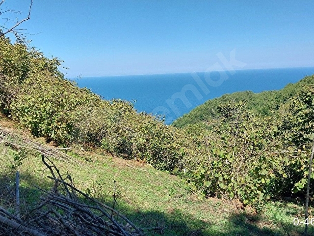 Amasra/Kurucaşilede Deniz Manzaralı 3 Dönüm Fındıklık