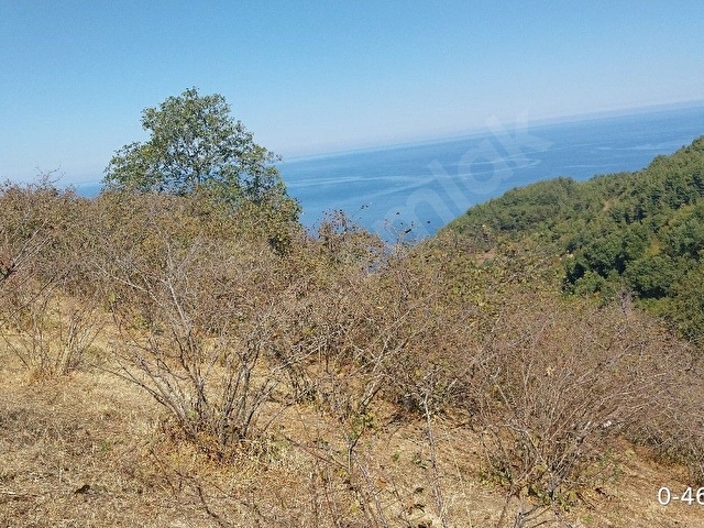 Amasra/Kurucaşilede Deniz Manzaralı 3 Dönüm Fındıklık - Görsel 12
