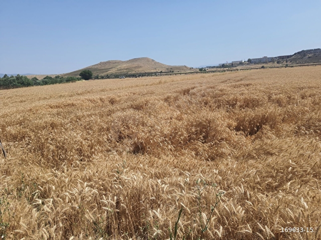 Maltepede 3200m2 Müstakil Parsel Yola Cepheli Tarla - Görsel 19