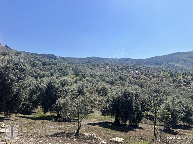 İZMİR SELÇUK ACARLAR KÖYÜNDE 7200m2 ZEYTİNLİK - Görsel 19