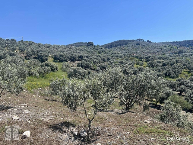 İZMİR SELÇUK ACARLAR KÖYÜNDE 7200m2 ZEYTİNLİK - Görsel 23