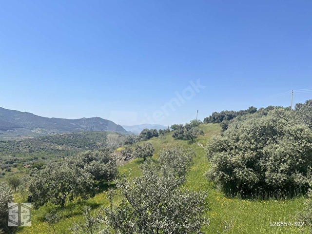 İZMİR SELÇUK ACARLAR KÖYÜNDE 7200m2 ZEYTİNLİK - Görsel 8