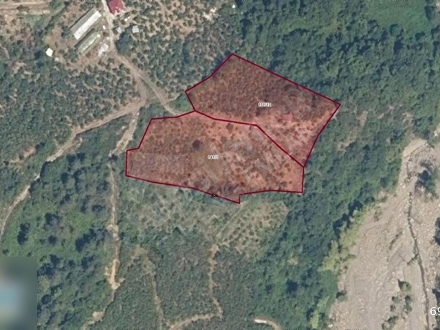 TURENGDEN KORUPINAR KÖYÜNDE SATILIK 5.700 M2 FINDIK BAHÇESİ
