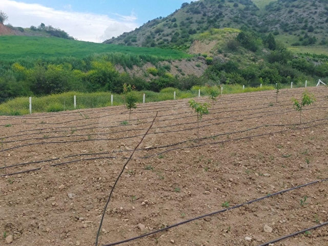 AMASYA MERKEZ DURUCA (LAP) KÖYÜNDE SATILIK 2106 M2 BAĞ - Görsel 16